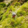 Red Spider Pendant