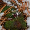 Drow Spider Pendant