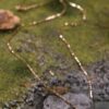 Rose Gold chain