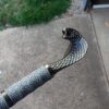 Snake Sword