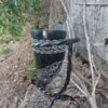 Black carved Drinking Horn