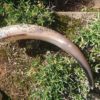 Large White Carved Drinking Horn - Image 3
