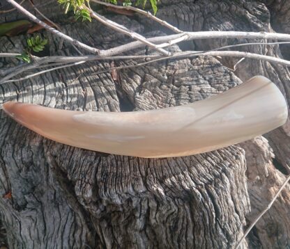 Natural Drinking Horn