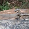 Dragon Knife