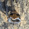 Grand Mjolnir Ring