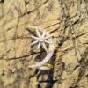 Moon and Stars Ear-cuff